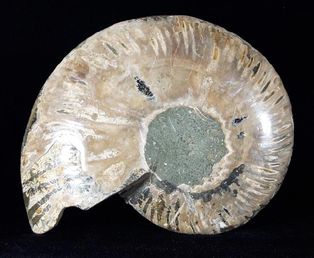 Cleoniceras (Grycia) besairiei COLLIGNON 1949 - Bild © FossNet FossilienStore